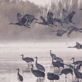 Bosque Del Apache Santa Fe New Mexico