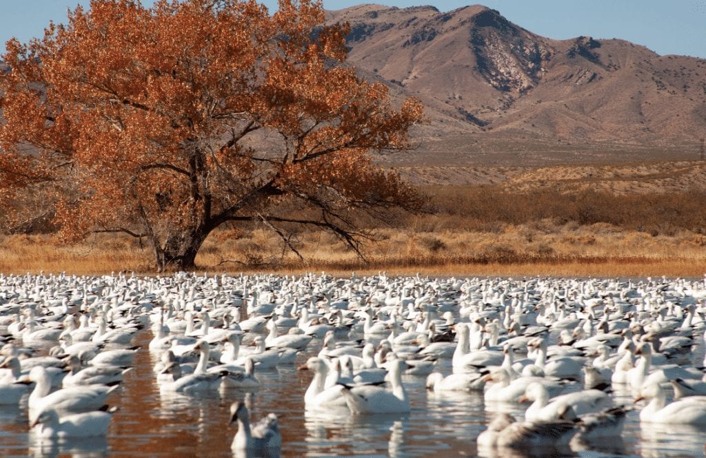 bird watching bosque del apache