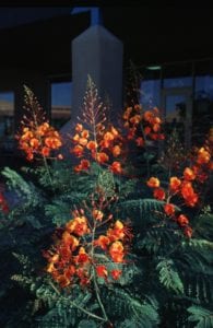 Caesalpinia pulcherrima