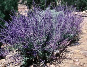 Perovskia atriplicifolia