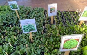 Veggie starts - seedlings in trays.