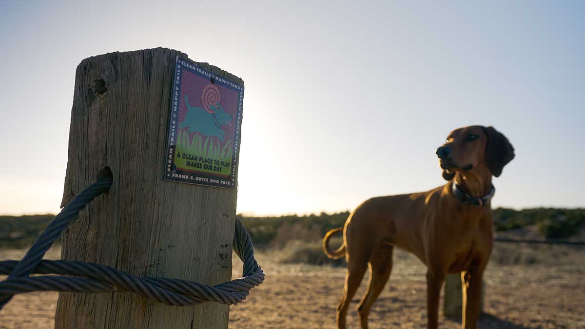 Santa Fe has several dog parks. This dog is looking towards a sign for Frank S. Ortiz Dog Park.