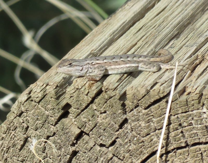 Summer visitors will see spiny lizards sunning near their campsites.