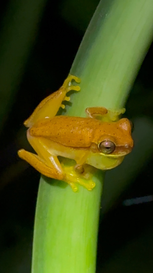Small orange tree frog clinging to a green plant stem, side view with visible toe pads.