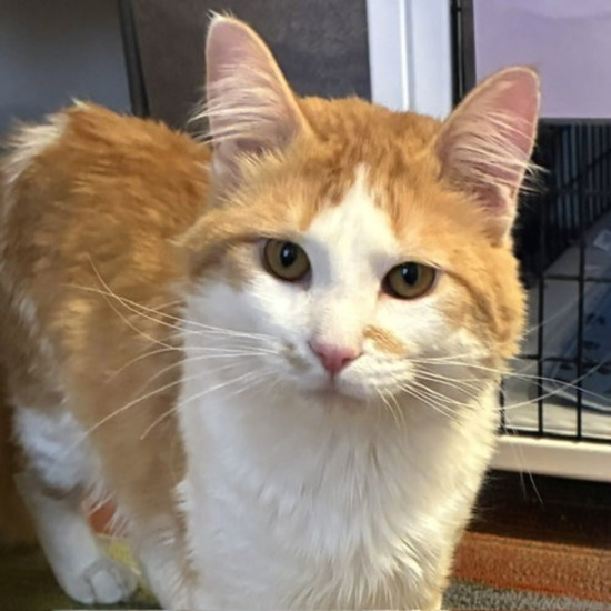 Orange-and-white fluffy cat looking at the camera indoors, with yellow eyes.
